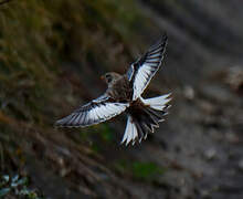 Snow Bunting