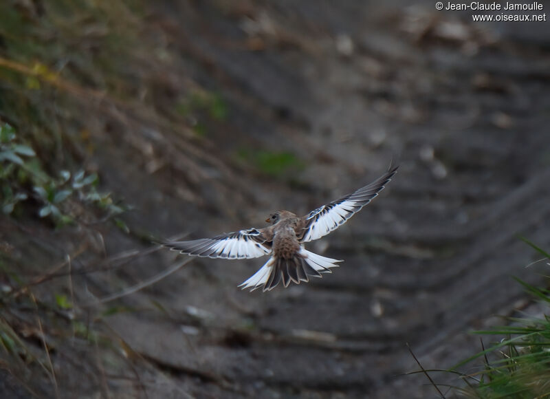 Snow Bunting female adult