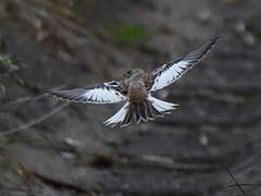 Snow Bunting