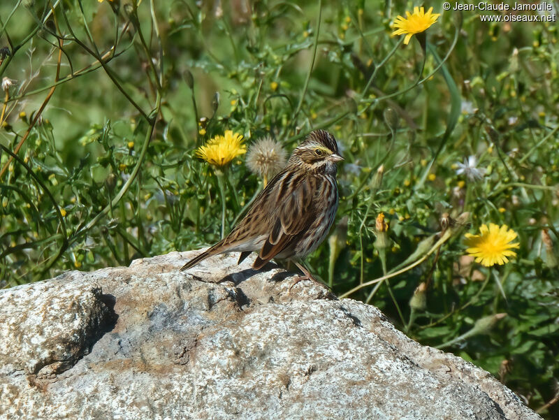 Savannah Sparrowadult