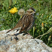 Savannah Sparrow