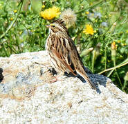 Savannah Sparrow