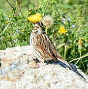 Savannah Sparrow