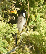 Bulbul à oreillons blancs