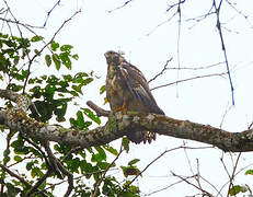 Great Black Hawk