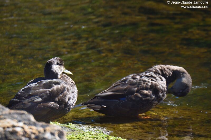 Canard noiradulte