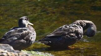 Canard noir