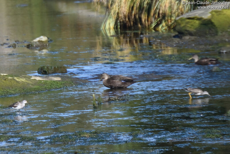 Canard noir mâle adulte