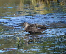 Canard noir