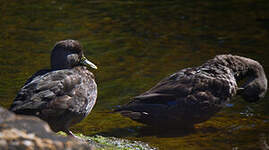 Canard noir