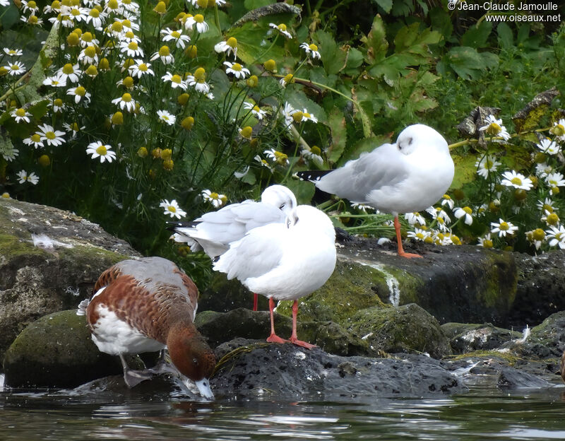 Eurasian Wigeon male adult post breeding