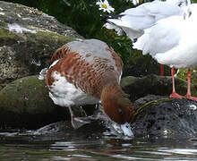 Canard siffleur