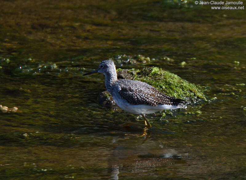 Lesser Yellowlegsadult