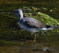 Lesser Yellowlegs