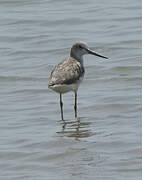 Common Greenshank