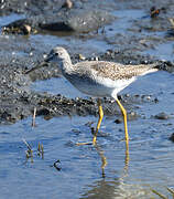 Greater Yellowlegs