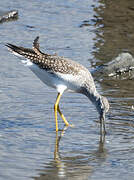 Greater Yellowlegs