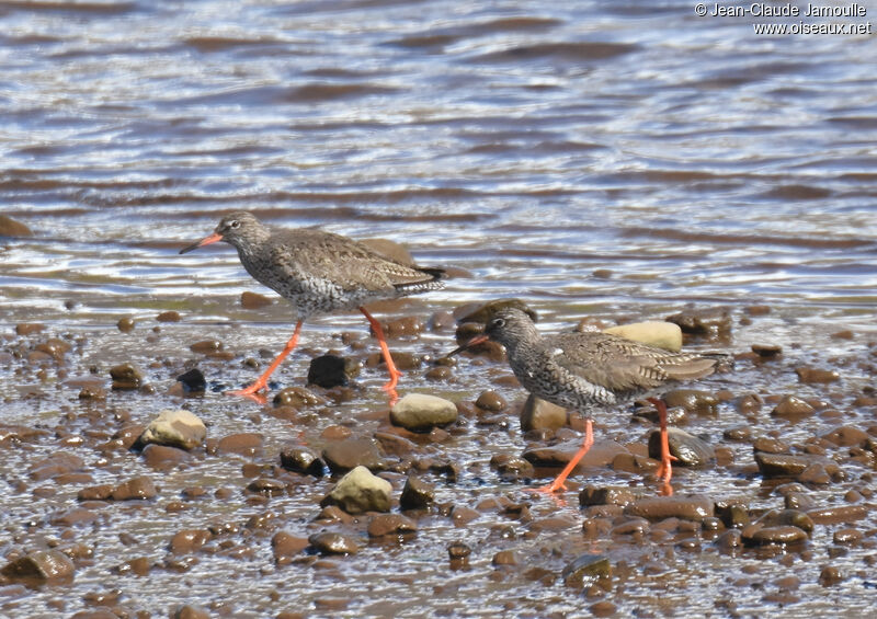 Common Redshankadult