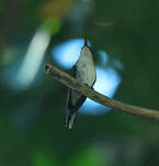 Colibri à bec noir