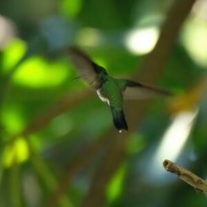 Colibri à bec noir