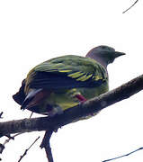 Pink-necked Green Pigeon