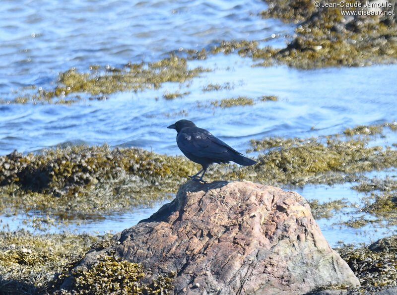 American Crowadult