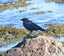 American Crow