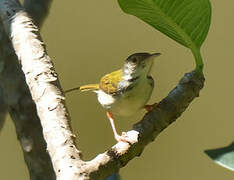 Common Tailorbird