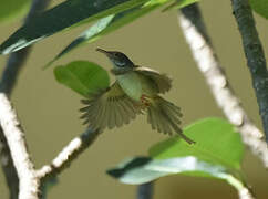 Common Tailorbird