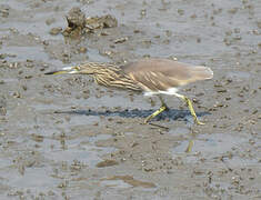 Indian Pond Heron