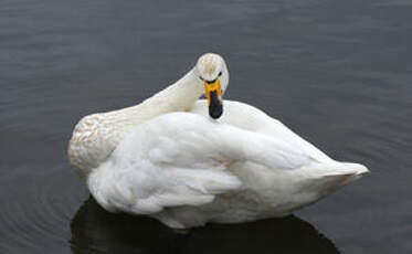 Cygne chanteur