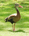 Dendrocygne à ventre noir