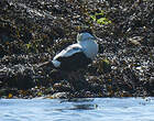 Eider à duvet