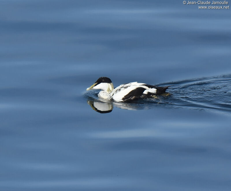 Common Eider