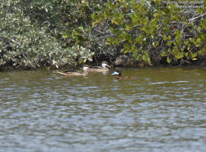 Érismature rousse mâle adulte nuptial