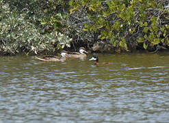 Ruddy Duck