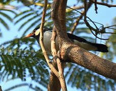 Indian Pied Myna