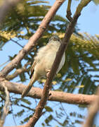 Lesser Whitethroat