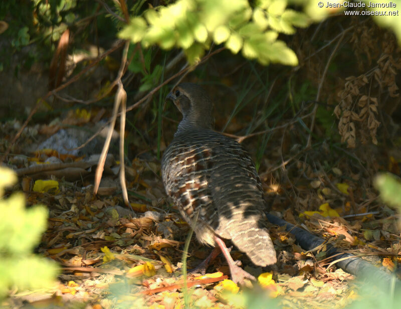 Francolin gris