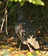 Grey Francolin