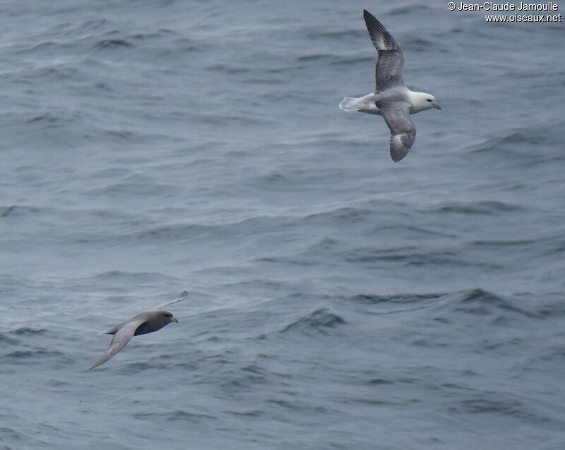 Fulmar boréaladulte