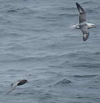 Fulmar boréal