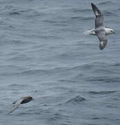 Northern Fulmar