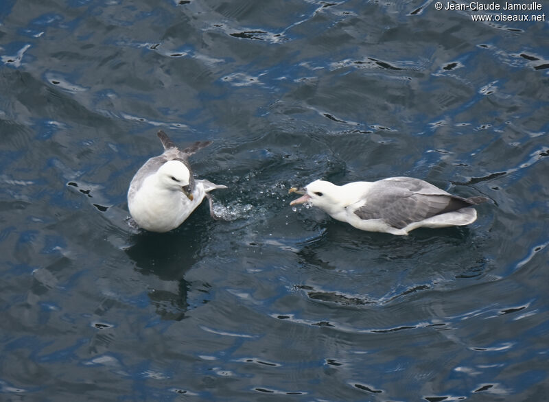 Fulmar boréaladulte