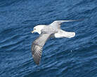 Fulmar boréal