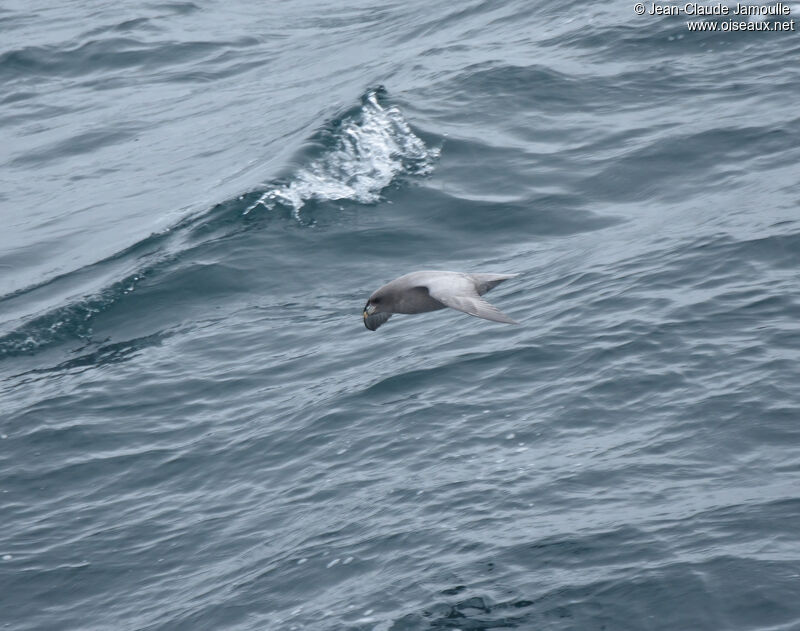 Fulmar boréaladulte