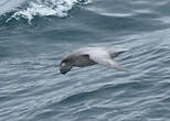 Fulmar boréal