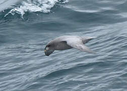 Northern Fulmar