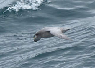 Fulmar boréal