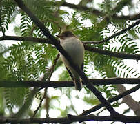 Asian Brown Flycatcher